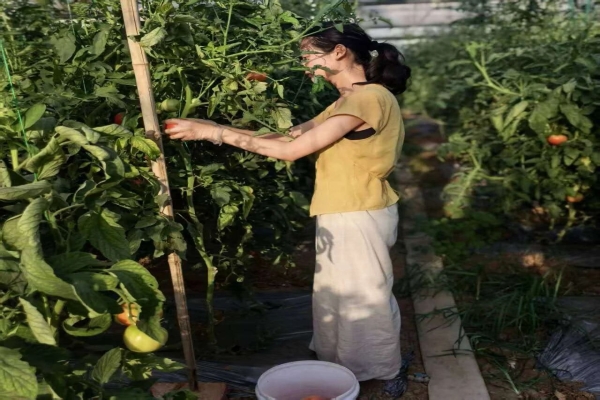 躬耕棚间采硕果，青春实干助振兴||建工学院学子开展暑期“三下乡”实践活动