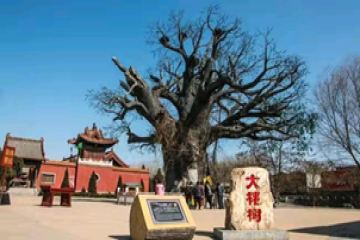 寒假社会实践||国情考察调研活动（十一）
